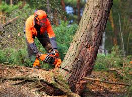 Best Tree Risk Assessment  in Village Of Four Seasons, MO