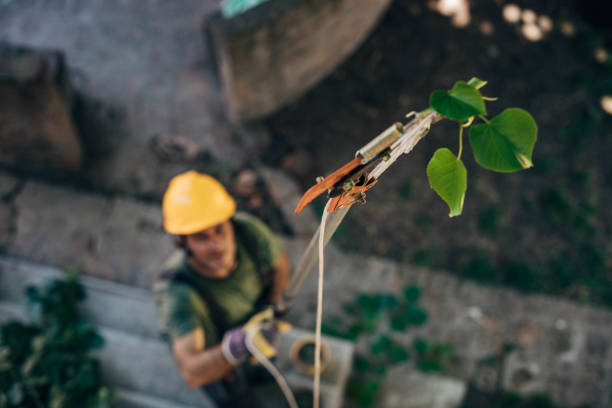 Best Fruit Tree Pruning  in Village Of Four Seasons, MO