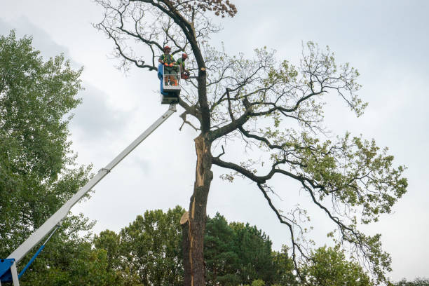 Best Commercial Tree Services  in Village Of Four Seasons, MO