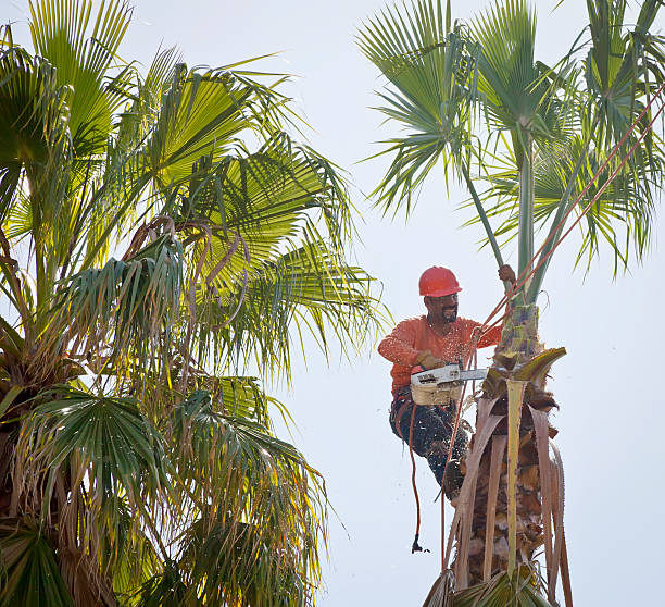 Best Storm Damage Tree Cleanup  in Village Of Four Seasons, MO