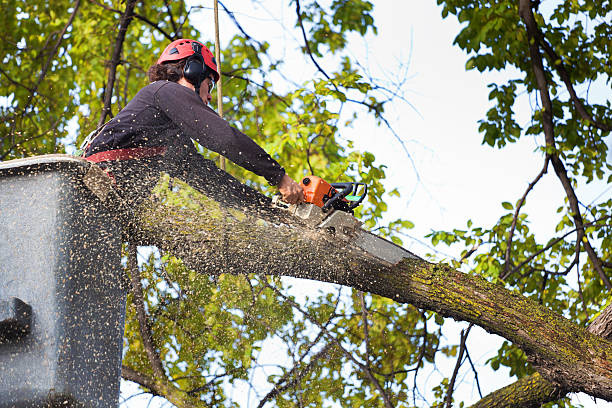 Best Tree Health Inspection  in Village Of Four Seasons, MO